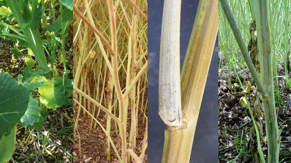 Various vertillium stem stripe symptoms in oilseed rape